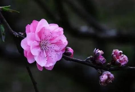 桃花查詢|命理八字不求人，10分鐘學會怎樣查詢自己的桃花運